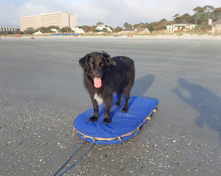 George is Happy on Dry Beach - surfboat v3 design by Marsha Tufft