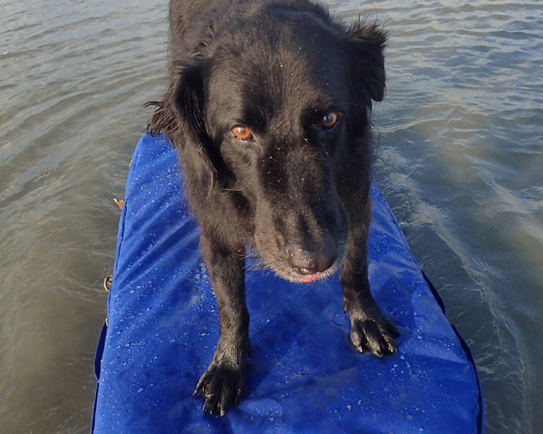 George is Not a Surfer Dog ... surfboat design by Marsha Tufft