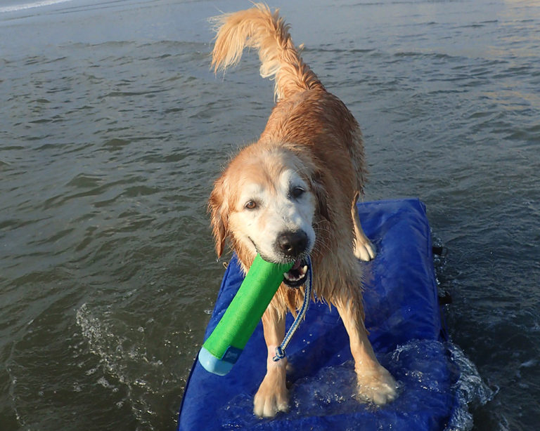 Harry is a Happy Surfer Dog... surfboat design by Marsha Tufft