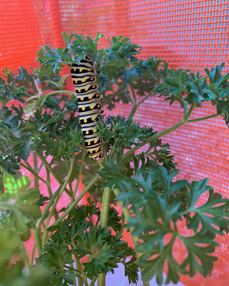 black swallowtail caterpillar on parsley shortly before going 'walkabout'. Photo by Marsha Tufft.